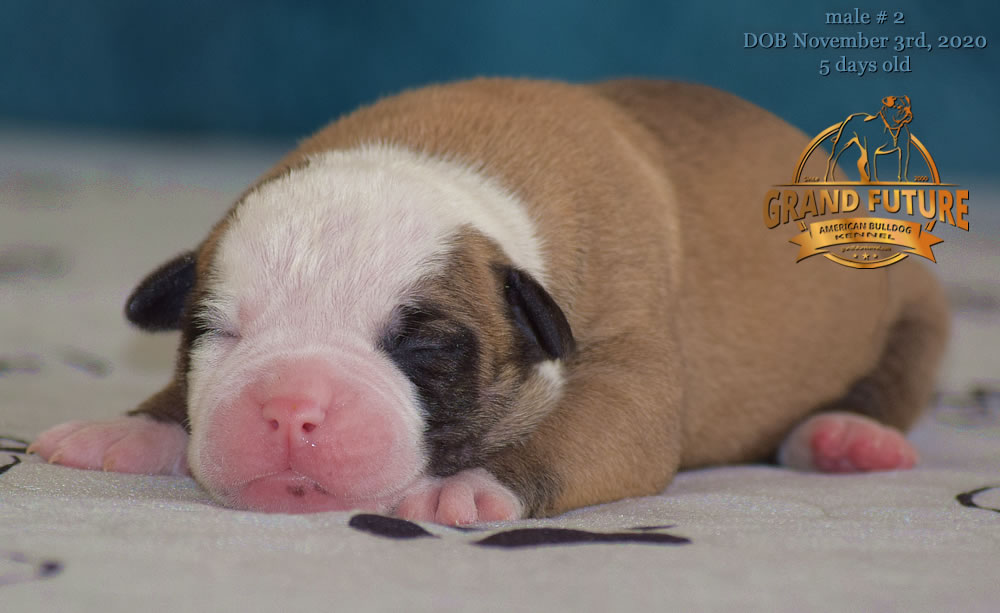 American Bulldog - Grand Future Nectar