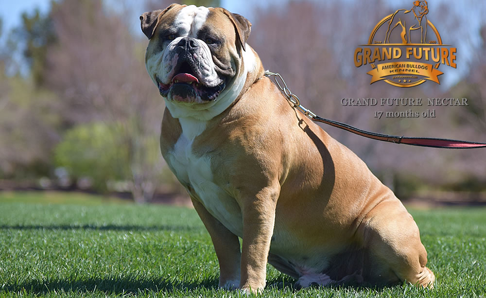 American Bulldog - Grand Future Nectar