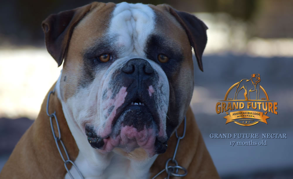 American Bulldog - Grand Future Nectar