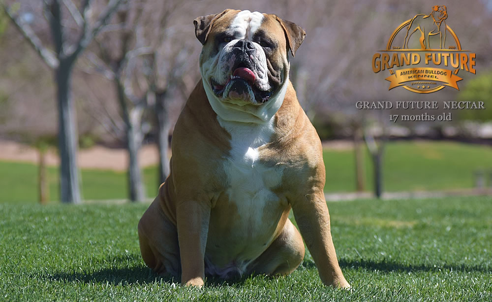 American Bulldog - Grand Future Nectar