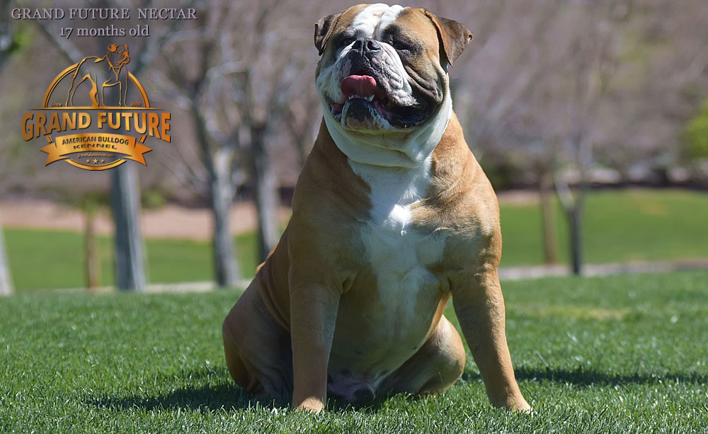 American Bulldog - Grand Future Nectar