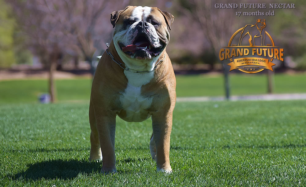 American Bulldog - Grand Future Nectar