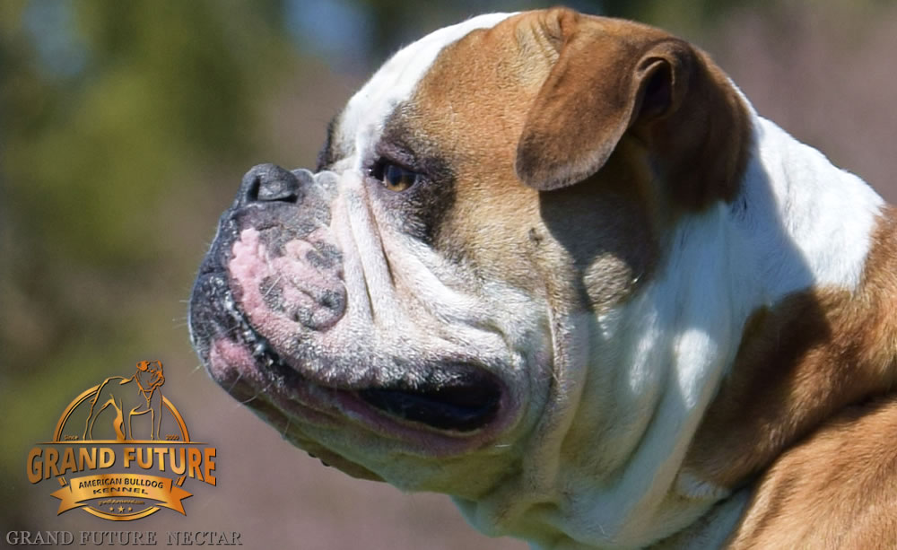 American Bulldog - Grand Future Nectar