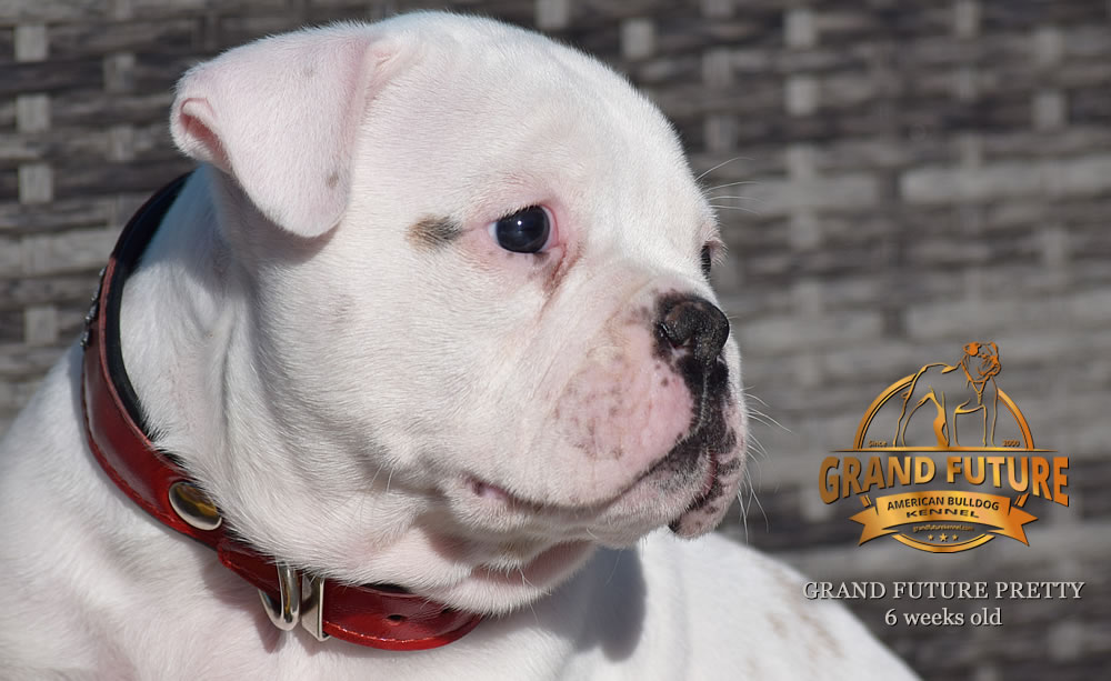 American Bulldog - Grand Future Pretty - American Bulldog