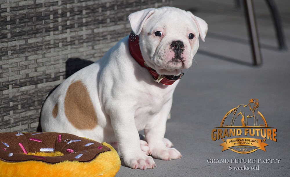 American Bulldog - Grand Future Pretty - American Bulldog