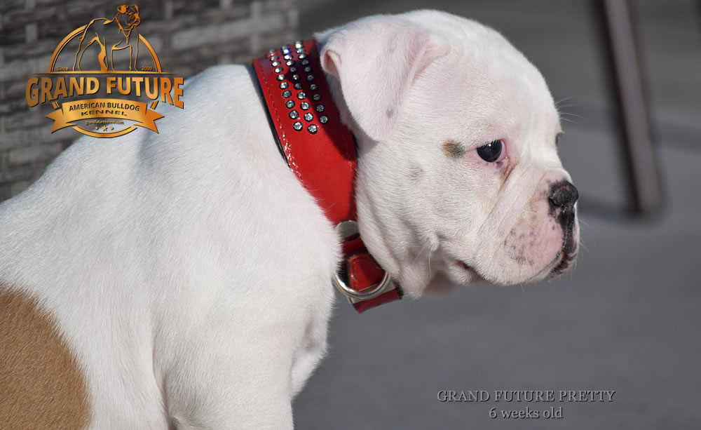 American Bulldog - Grand Future Pretty - American Bulldog