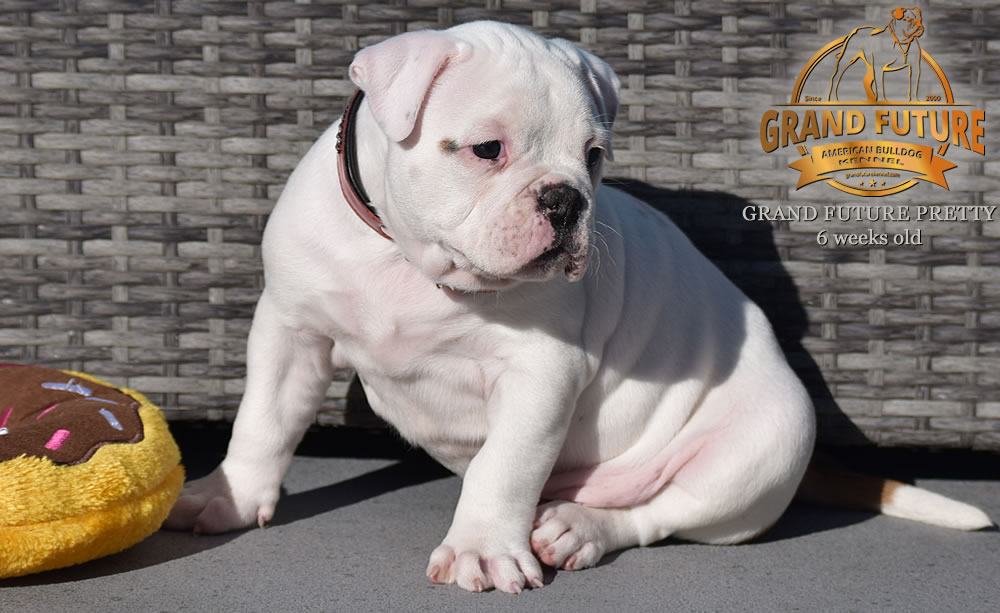 American Bulldog - Grand Future Pretty - American Bulldog