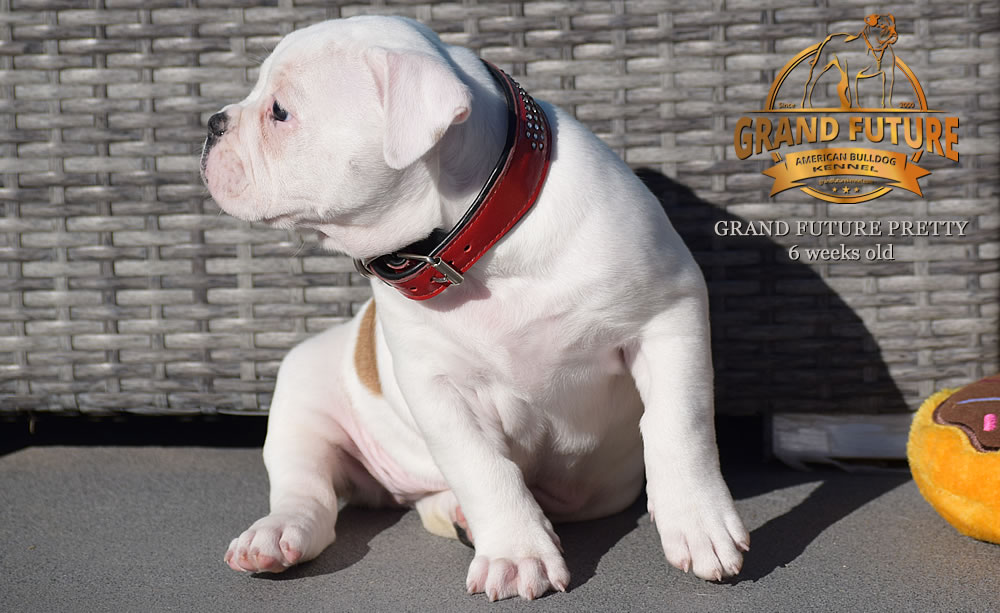 American Bulldog - Grand Future Pretty - American Bulldog