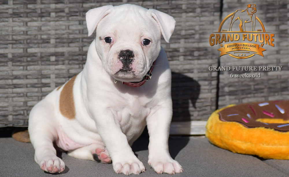 American Bulldog - Grand Future Pretty - American Bulldog