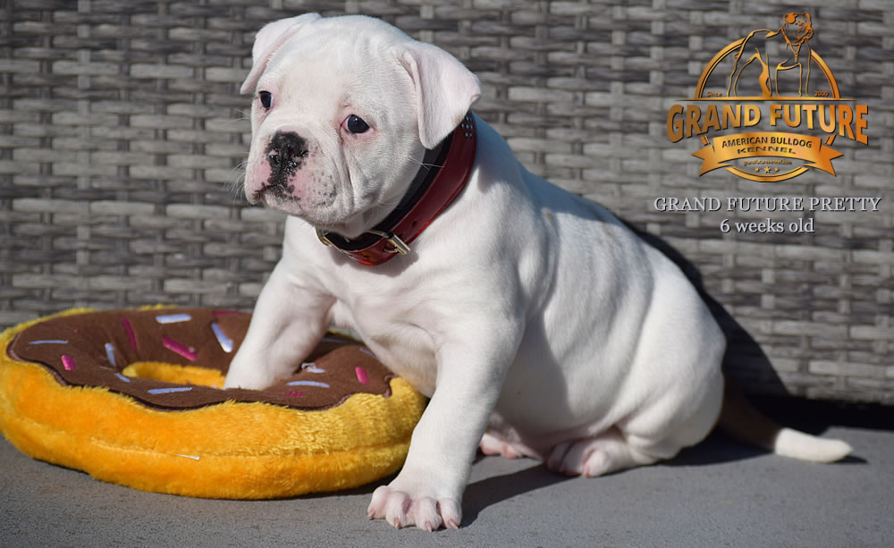 American Bulldog - Grand Future Pretty - American Bulldog