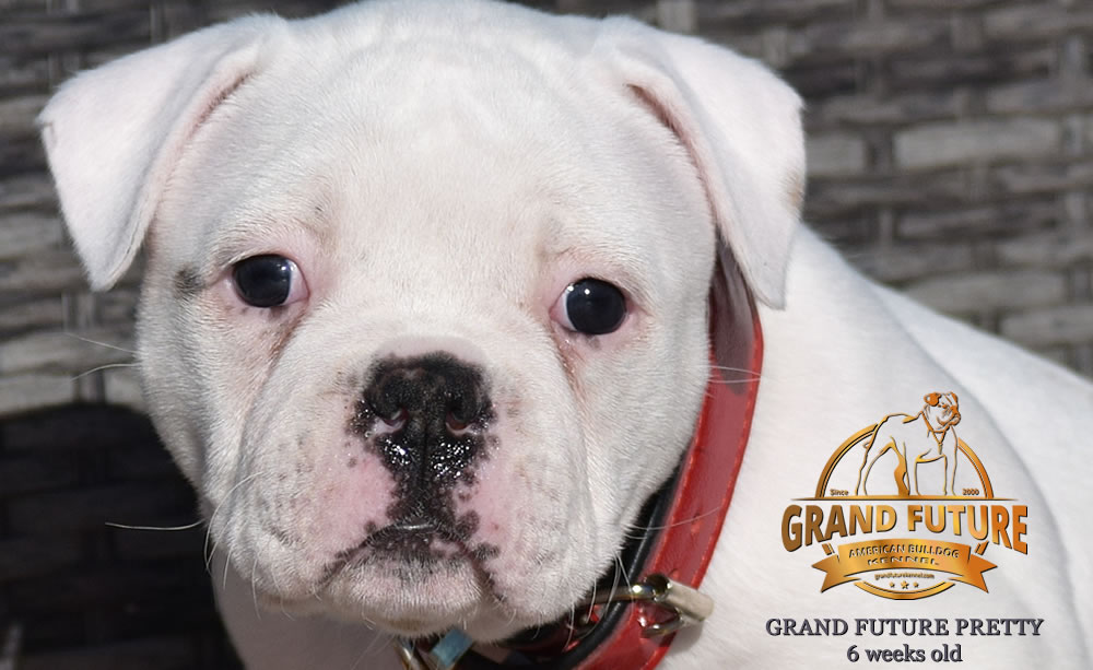 American Bulldog - Grand Future Pretty - American Bulldog