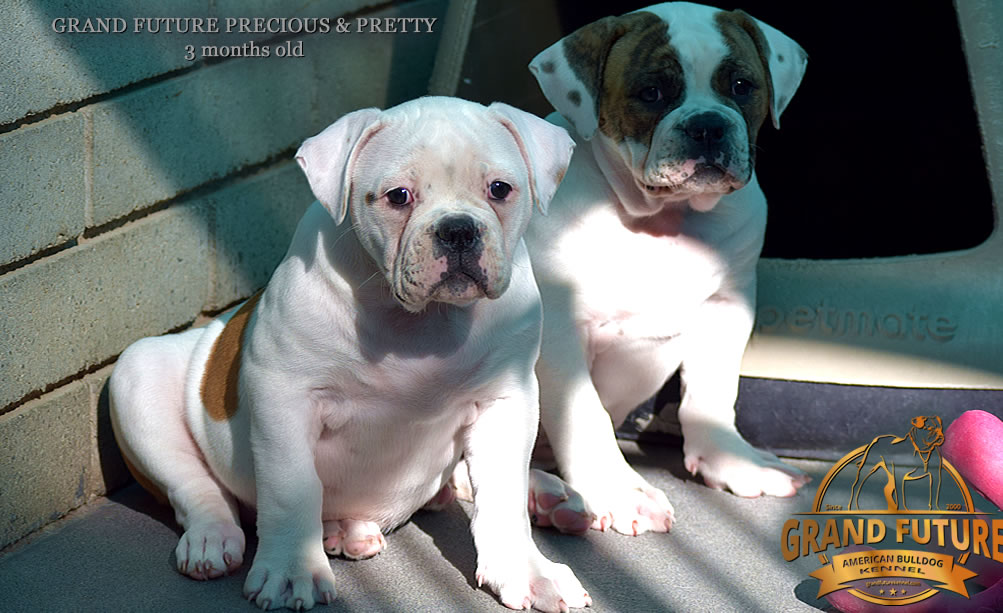 American Bulldog - Grand Future Pretty - American Bulldog