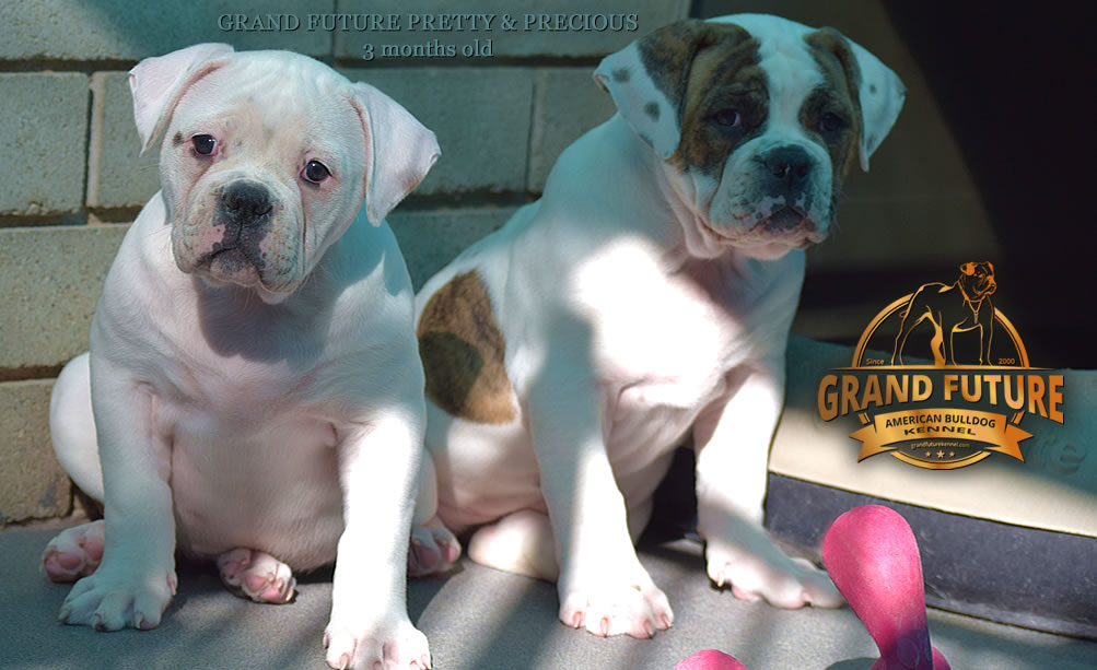 American Bulldog - Grand Future Pretty - American Bulldog