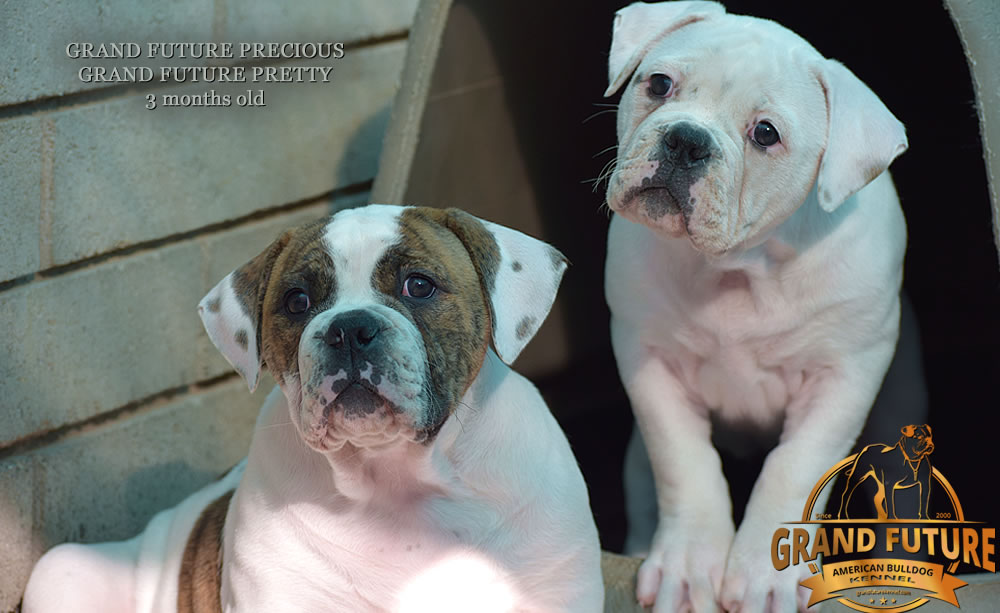 American Bulldog - Grand Future Pretty - American Bulldog