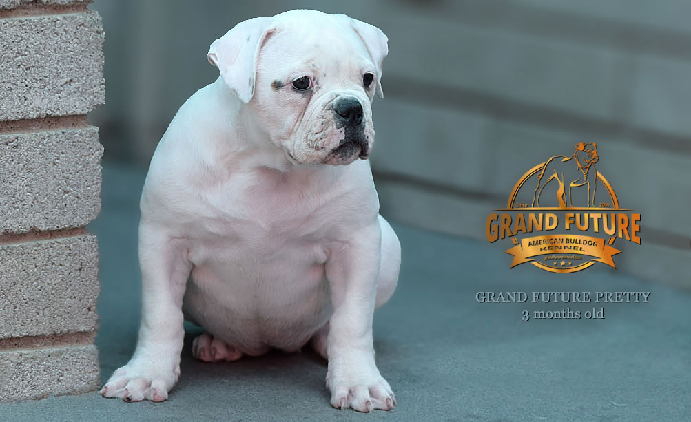 American Bulldog - Grand Future Pretty - American Bulldog