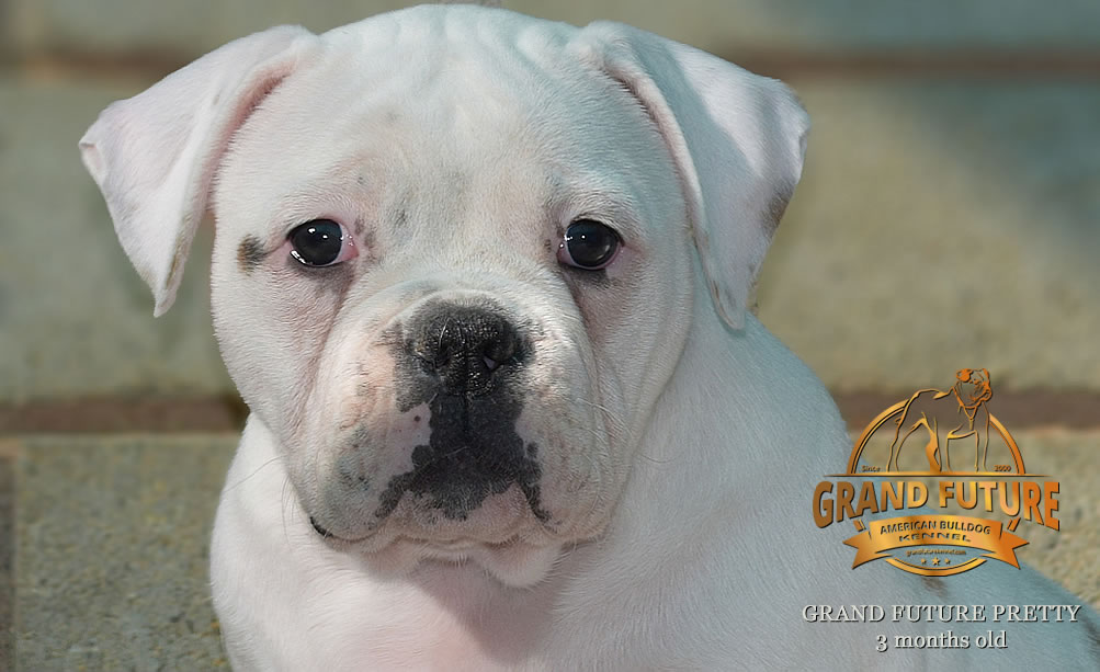 American Bulldog - Grand Future Pretty - American Bulldog