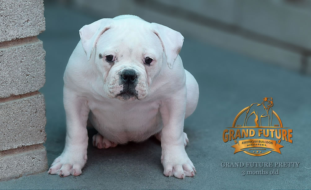 American Bulldog - Grand Future Pretty - American Bulldog