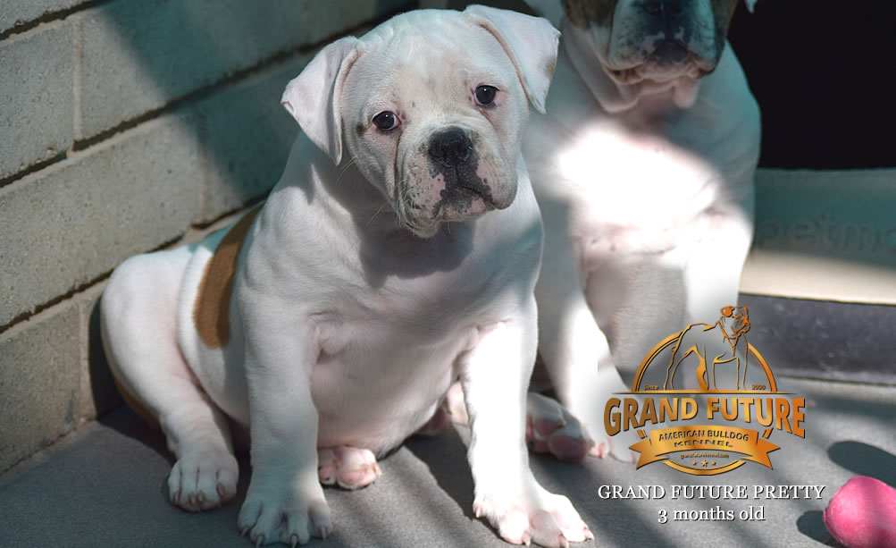 American Bulldog - Grand Future Pretty - American Bulldog