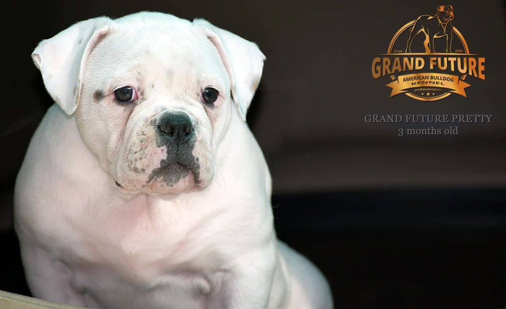 American Bulldog - Grand Future Pretty - American Bulldog