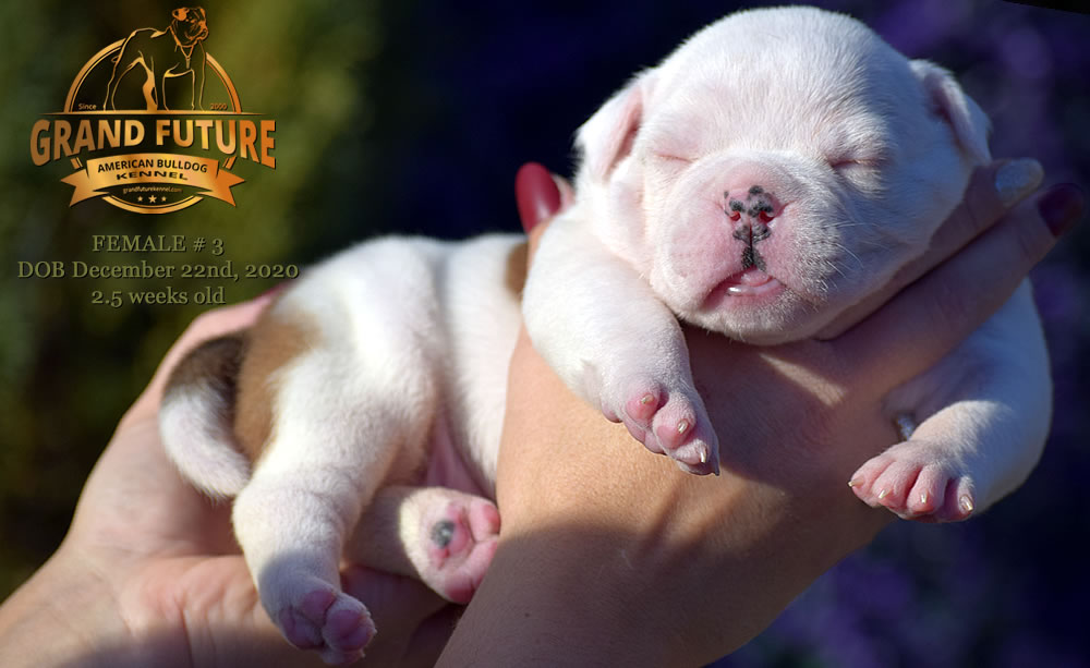 American Bulldog - Grand Future Pretty - American Bulldog