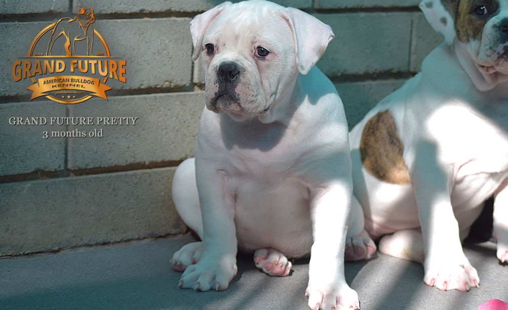 American Bulldog - Grand Future Pretty - American Bulldog