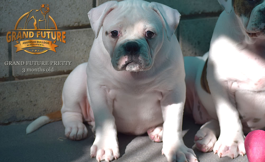 American Bulldog - Grand Future Pretty - American Bulldog