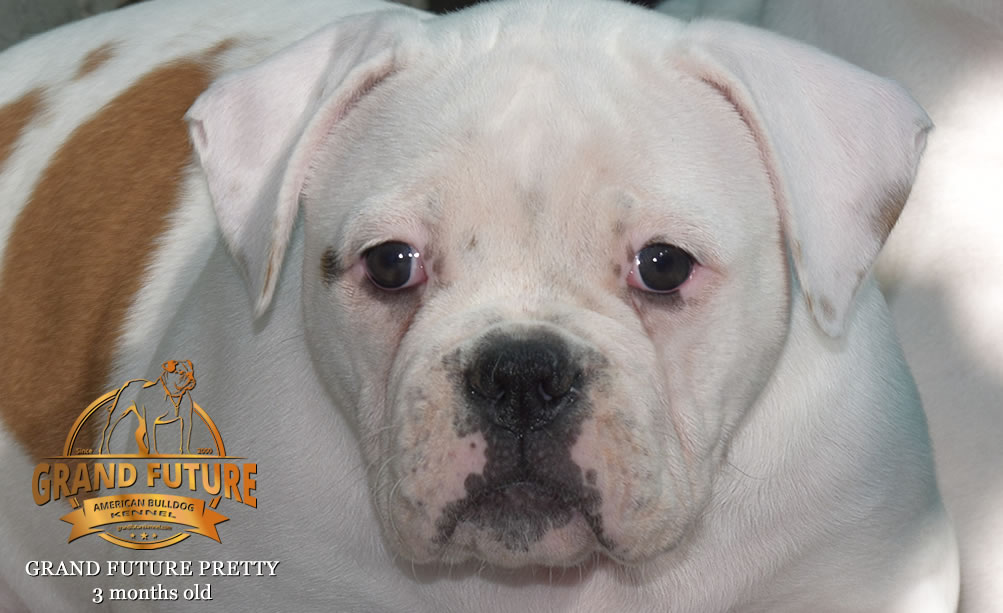 American Bulldog - Grand Future Pretty - American Bulldog