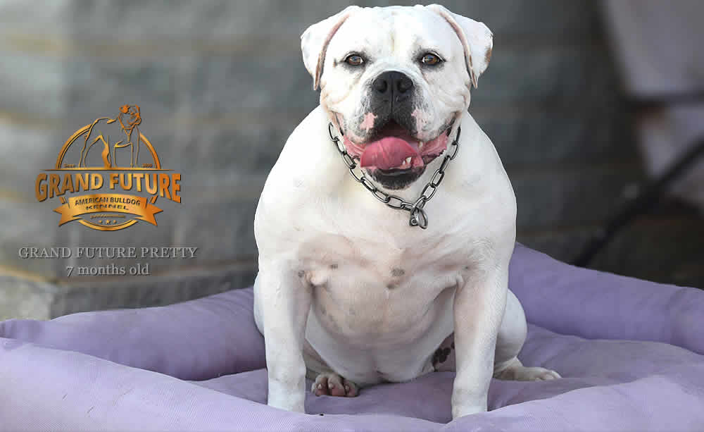 American Bulldog - Grand Future Pretty - American Bulldog