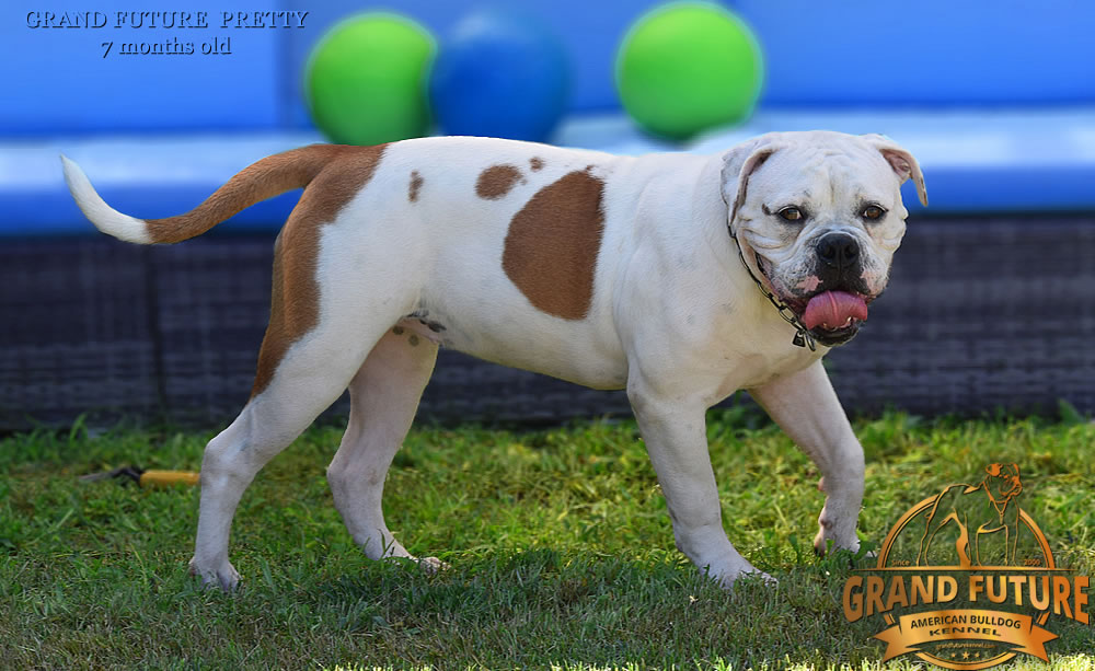 American Bulldog - Grand Future Pretty - American Bulldog