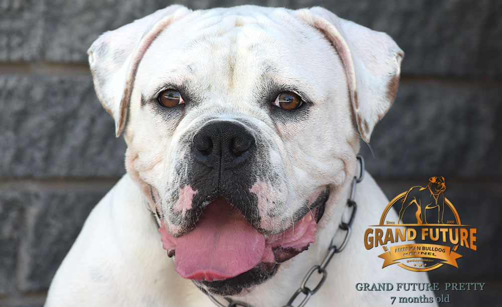 American Bulldog - Grand Future Pretty - American Bulldog