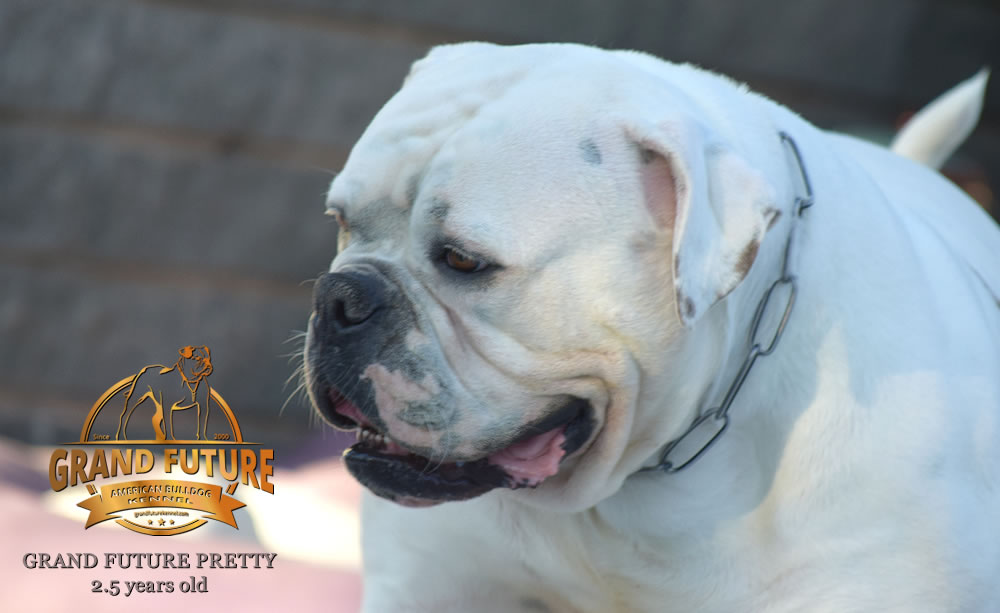 American Bulldog - Grand Future Pretty - American Bulldog