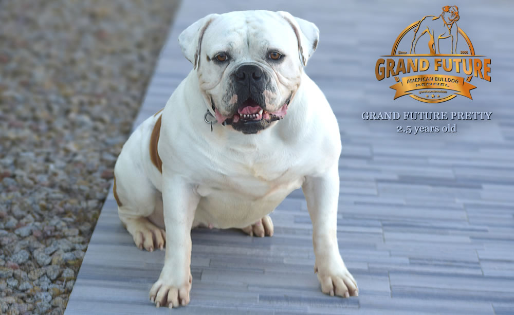 American Bulldog - Grand Future Pretty - American Bulldog