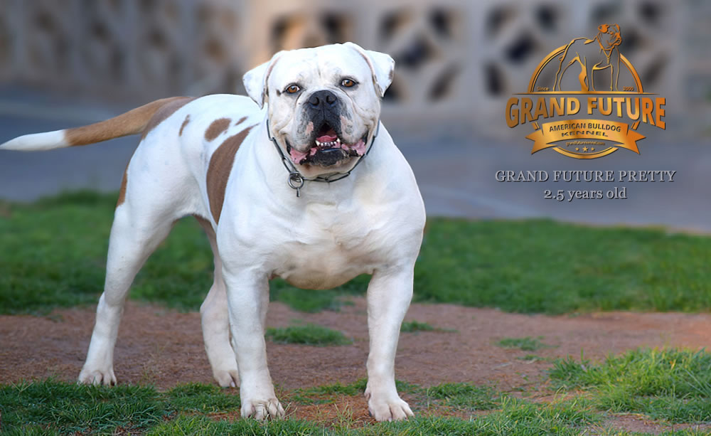 American Bulldog - Grand Future Pretty - American Bulldog