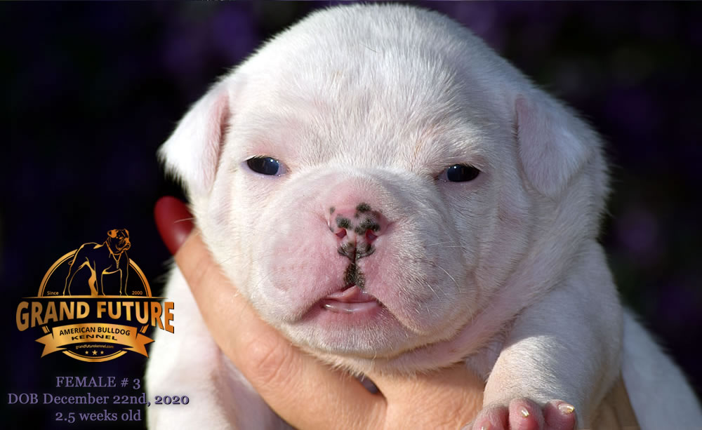 American Bulldog - Grand Future Pretty - American Bulldog