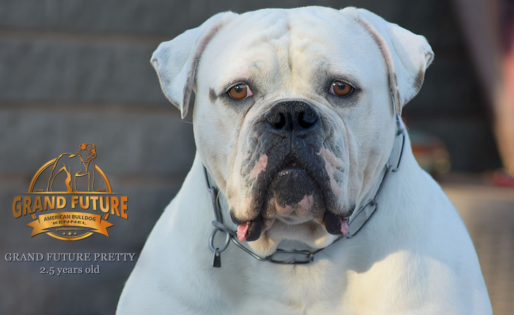 American Bulldog - Grand Future Pretty - American Bulldog