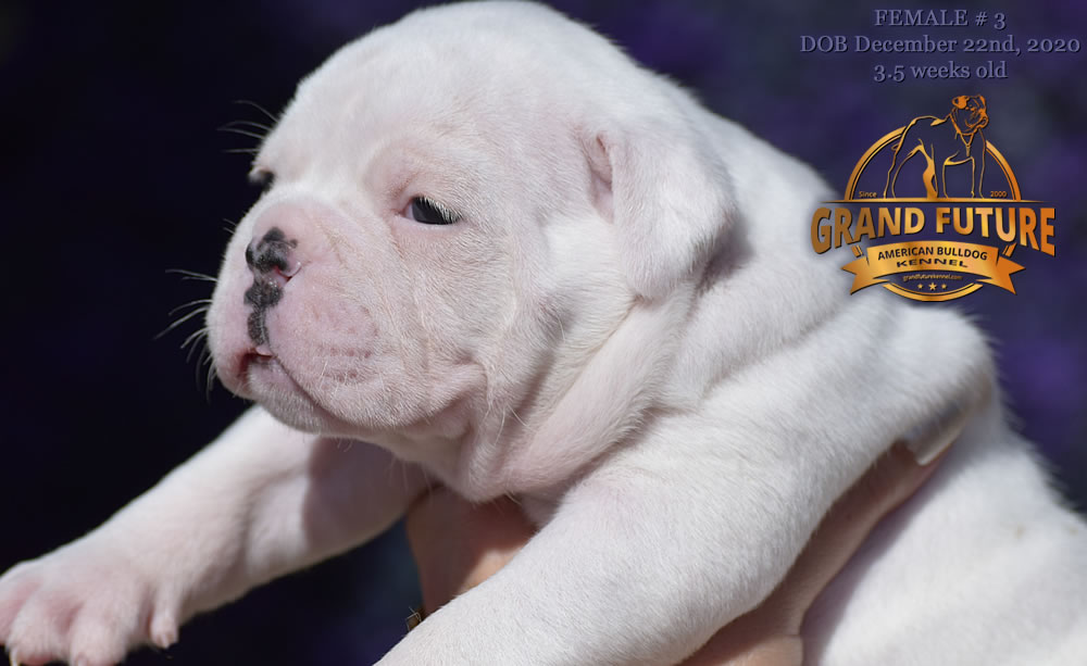 American Bulldog - Grand Future Pretty - American Bulldog