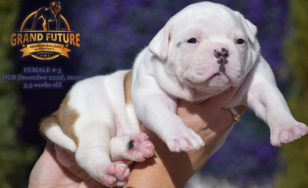 American Bulldog - Grand Future Pretty - American Bulldog