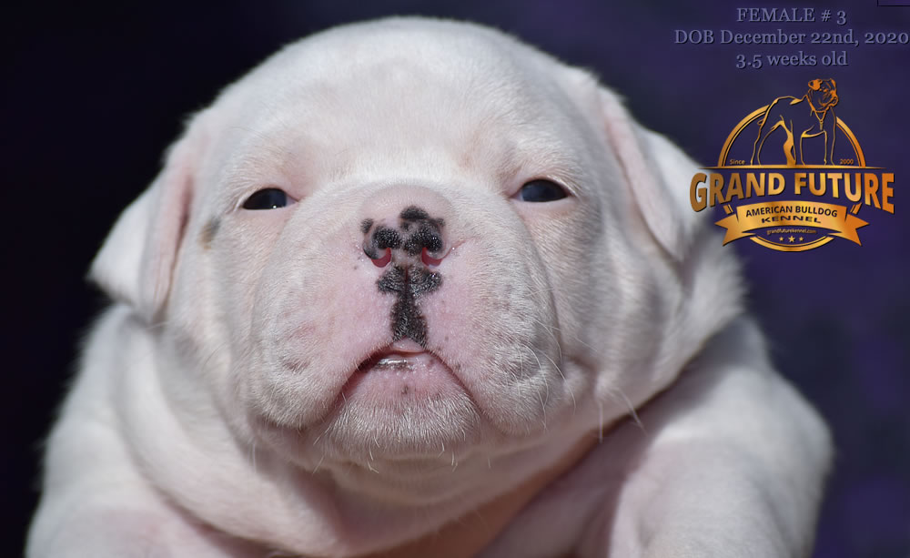 American Bulldog - Grand Future Pretty - American Bulldog