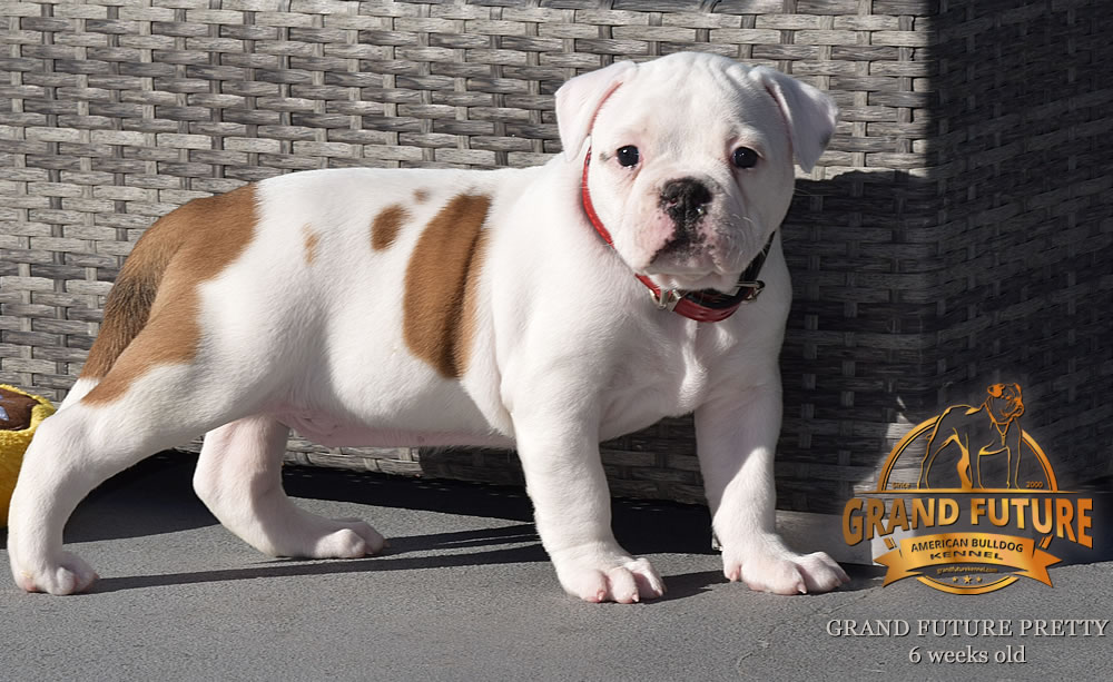 American Bulldog - Grand Future Pretty - American Bulldog