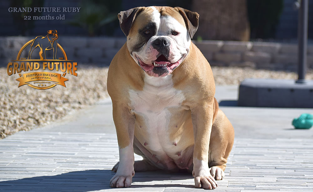 American Bulldog - Grand Future Ruby