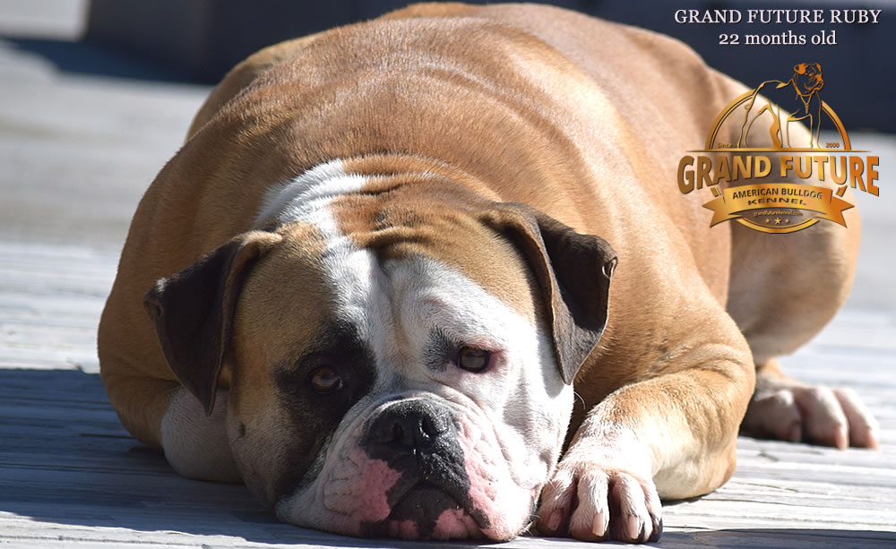 American Bulldog - Grand Future Ruby