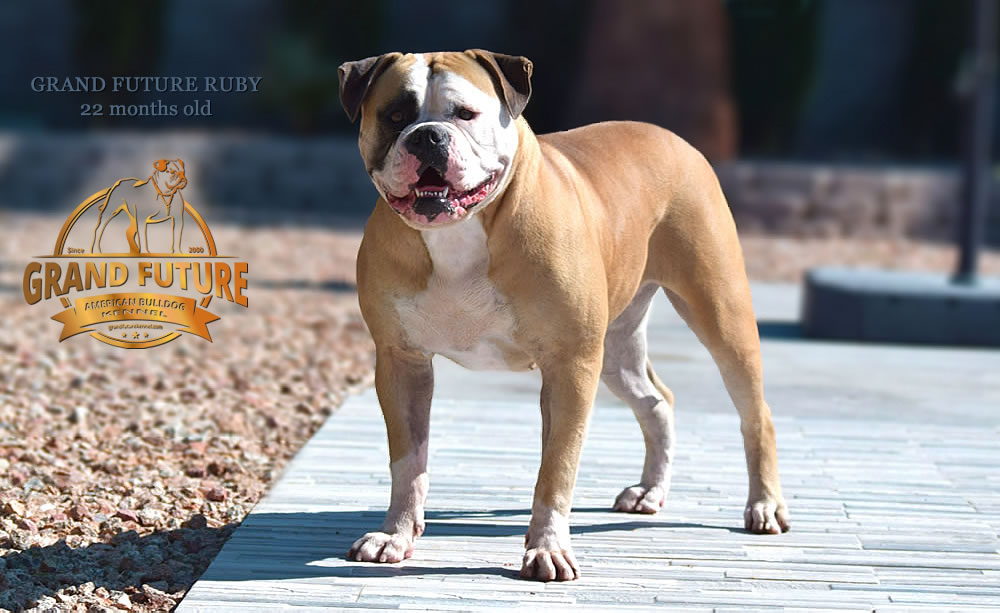 American Bulldog - Grand Future Ruby