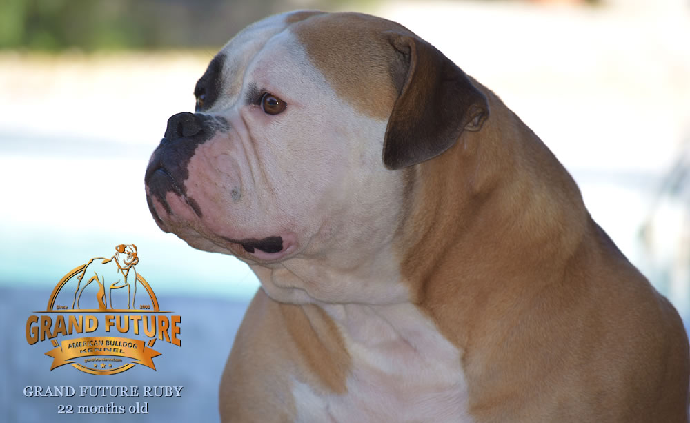 American Bulldog - Grand Future Ruby