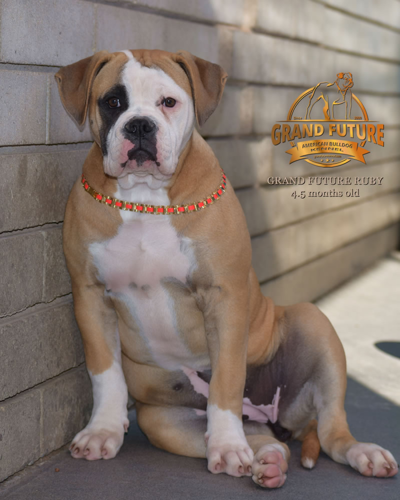 American Bulldog - Grand Future Ruby