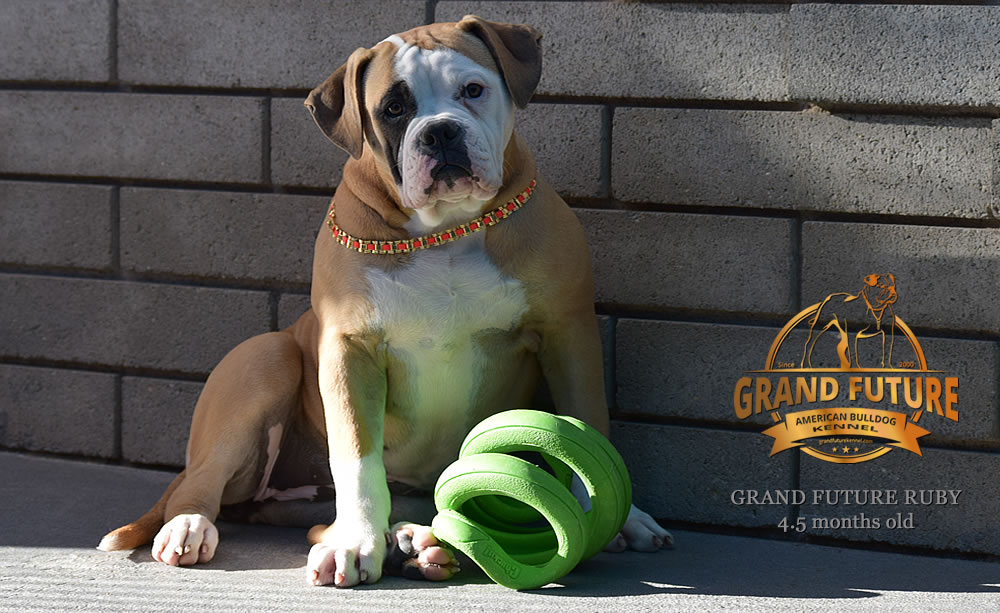 American Bulldog - Grand Future Ruby