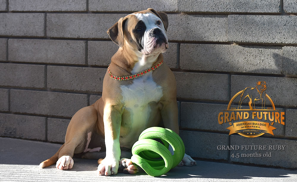 American Bulldog - Grand Future Ruby