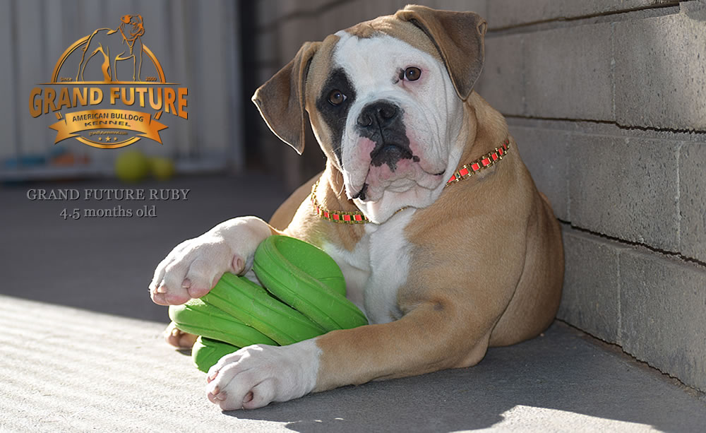 American Bulldog - Grand Future Ruby