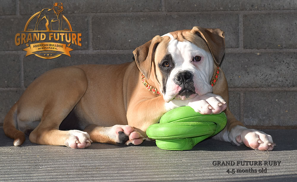 American Bulldog - Grand Future Ruby