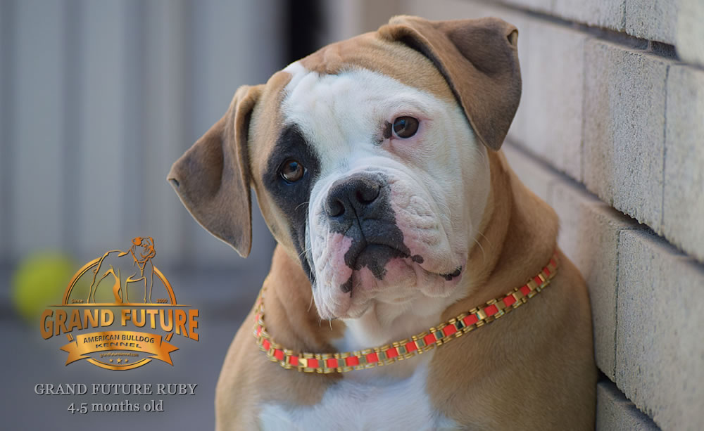 American Bulldog - Grand Future Ruby