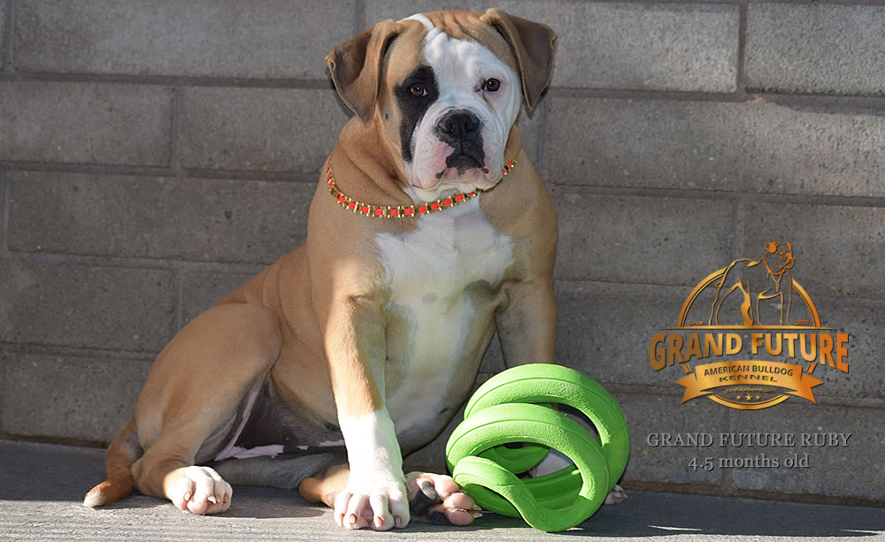 American Bulldog - Grand Future Ruby